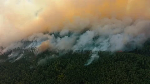 Pine forest is on fire, trees burning in dry season, clouds of smoke Stock Footage 165825498