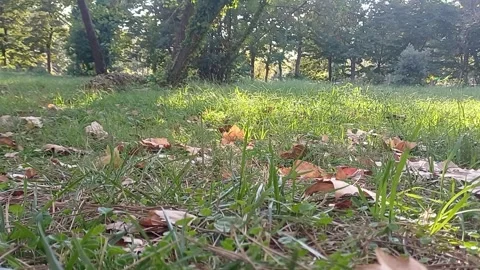 Pine forest floor August 31 2026 Viareggio Italy Stock Footage 344159508