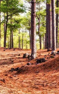 Pine forest floor covered with fallen needles and scattered rocks bathed in.. Stock Photos