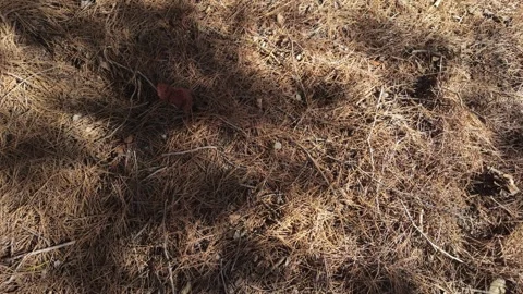 Pine forest floor with dry needles, natural texture and soft shadows Stock Footage 345040006
