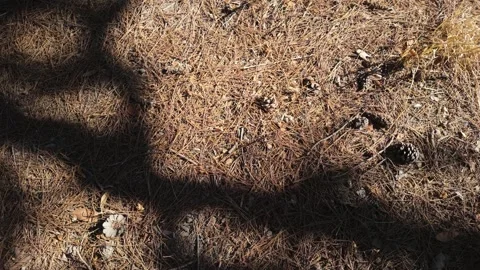 Pine forest floor with dry needles, natural texture and soft shadows Stock Footage 345040015