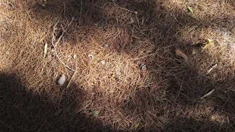 Pine forest floor with dry needles, natural texture and soft shadows Stock Footage 345040058