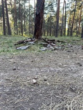 Pine forest floor with dry needles and fallen bark, natural texture  Stock Photos