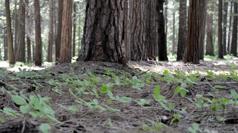 Pine Forest Floor Stock Footage 24088549