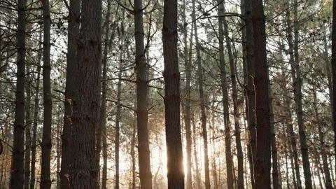 Pine forest flying dust in light of sunny golden sunset in autumn from bottom Stock Footage 232398454