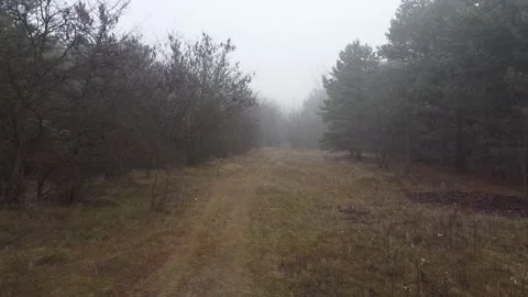 Pine forest in the fog drone go straigt Stock Footage 167023756