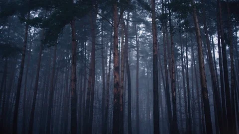 Pine forest in the fog Stock Footage 88830091