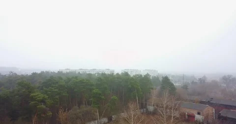 Pine forest in the fog Stock Footage 124941212