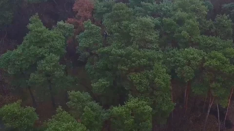 Pine forest in the fog Stock Footage 124941238