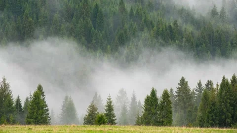 Pine forest in the fog. Stock Footage 142754731