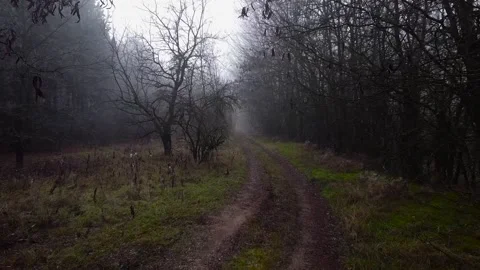 Pine forest in fog Stock Footage 167023738