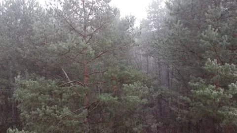 Pine forest in the fog Stock Footage