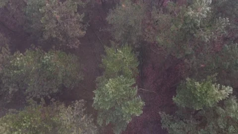 Pine forest in the fog Stock Footage 167023769