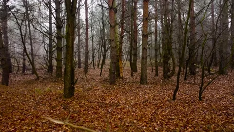 Pine forest in the fog Stock Footage 167061296