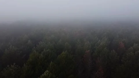 Pine forest in the fog Stock Footage 167061310