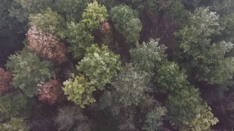 Pine forest in the fog Stock Footage 167061312