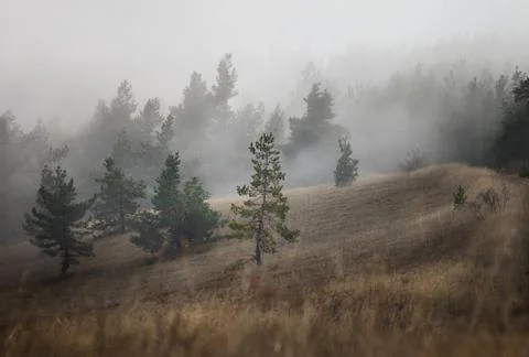Pine Forest in the fog Stock Photos