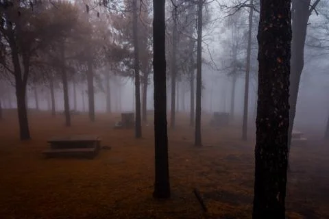 Pine forest in fog Stock Photos