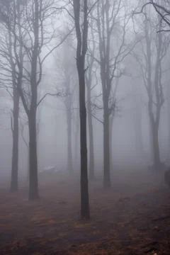 Pine forest in fog Stock Photos