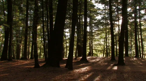 Pine forest  스톡 동영상 270671