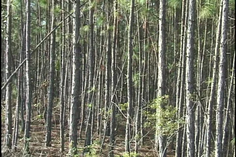 Pine Forest Stock Footage 298158