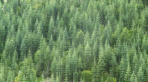 Pine Forest Video stock 934721