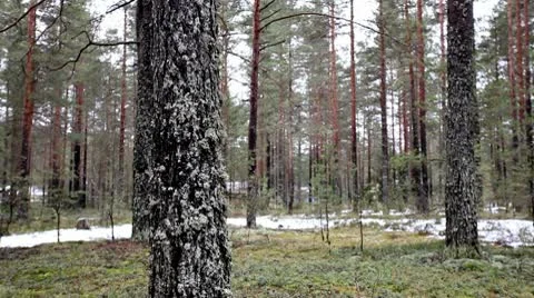 Pine forest Stock Footage 10575656