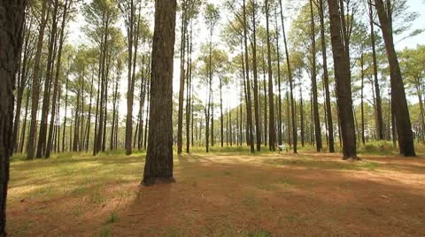 Pine forest 動画素材 10757489