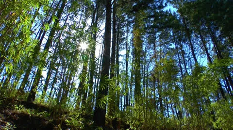 Pine Forest Stock-Footage 23577124