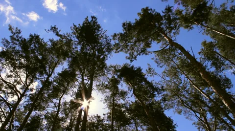 Pine forest Stock Footage 30479484