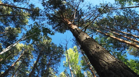 Pine Forest Stock-Footage 39828785