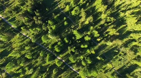 Pine forest Vidéo 52426577