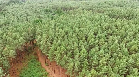 Pine forest. Stock Footage 55614262