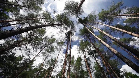 Pine Forest Stock Footage 59803431