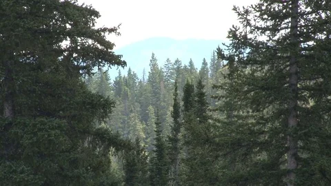Pine forest Video stock 74093739