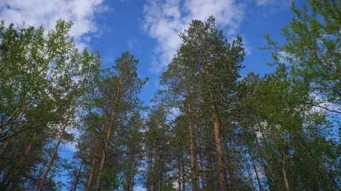 Pine forest Stock Footage 77766201