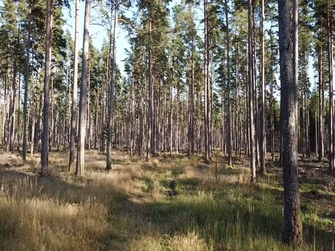 Pine Forest Stock Footage 80334997