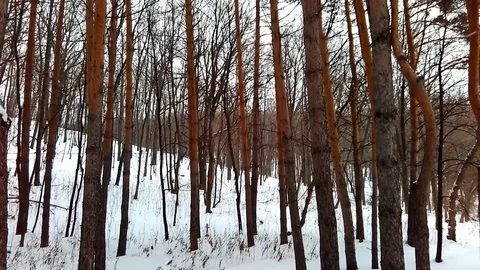 Pine forest 스톡 동영상 85397764