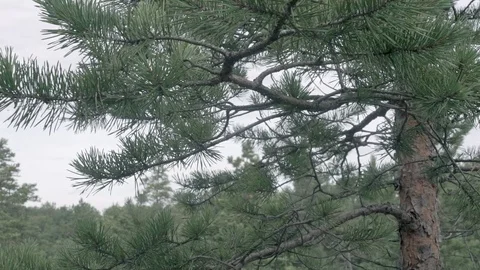 Pine in the forest Stock Footage 89239756