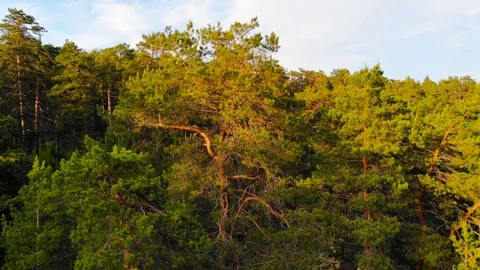 Pine forest Stock Footage 93434312