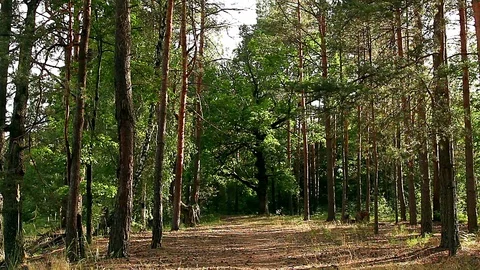 Pine forest Stock Footage 97758005