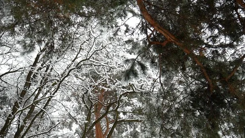 Pine forest 動画素材 102574720