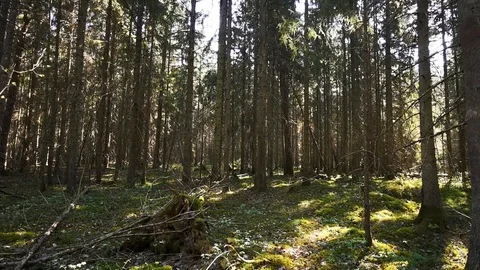 Pine forest Stock Footage 107080879