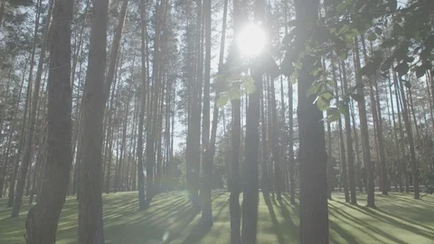 Pine forest Stock Footage 111209855