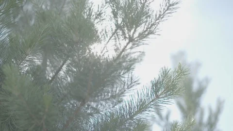 Pine forest Stock Footage 111210517
