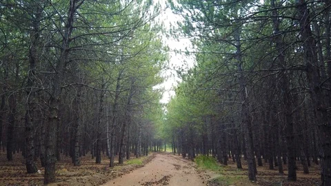 Pine forest Stock Footage 112213054