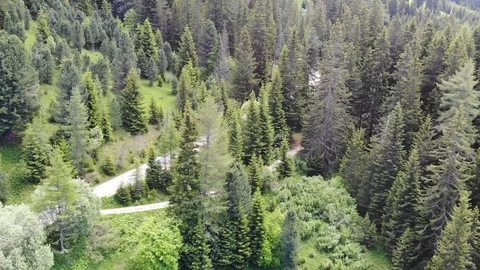 Pine forest Stock Footage 112332619