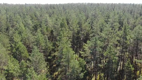 Pine forest 動画素材 119729610