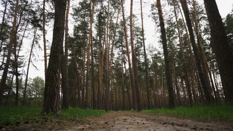 Pine forest 動画素材 130890307