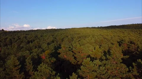 Pine forest Stock Footage 139957823